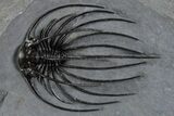 Rare, Spiny Heliopeltis Trilobite - Top Quality Example #347767-1